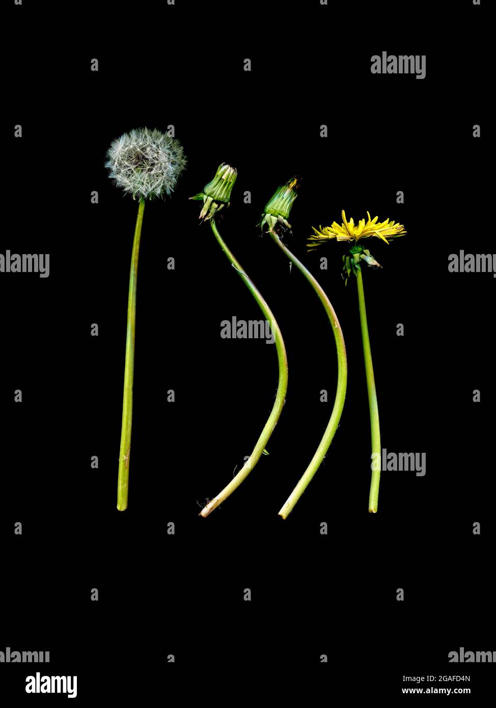 Four dandelions (Taraxacum officianalis) in various stages of development from bud to bloom to seedhead. Stock Photo