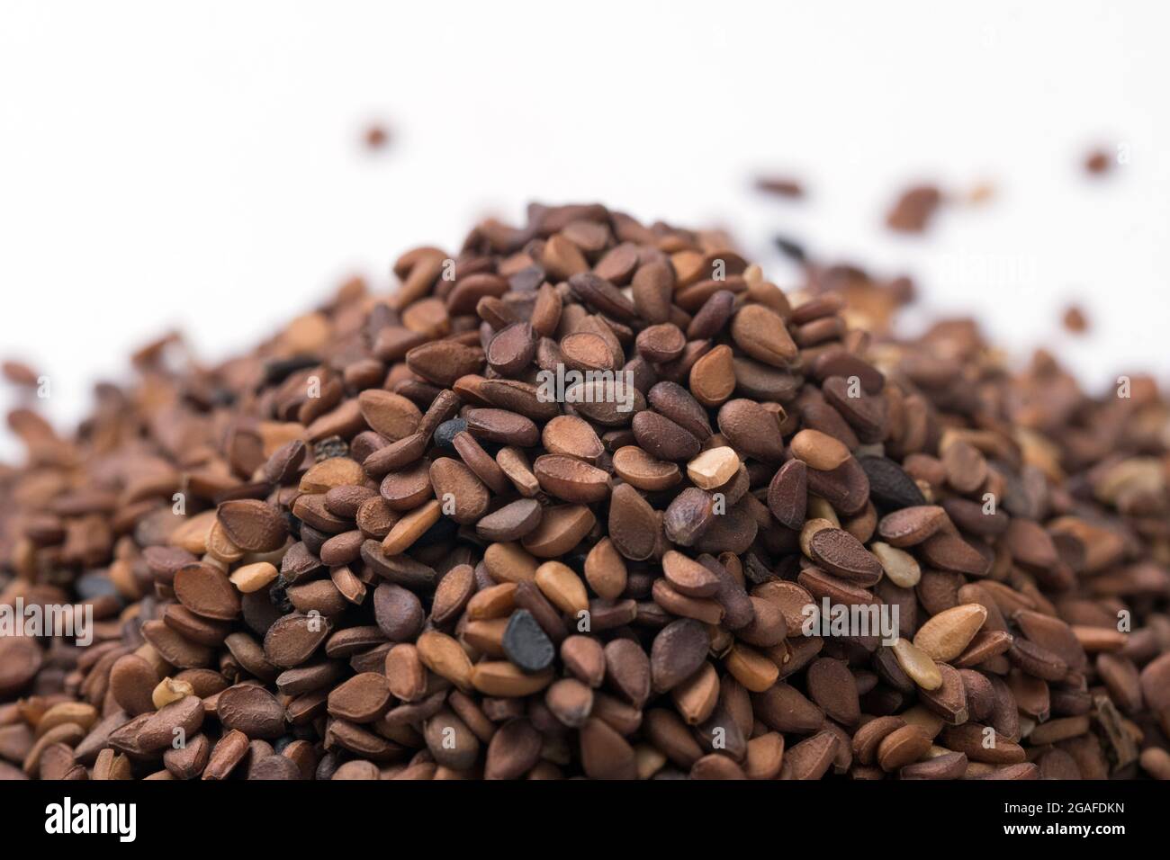 Black Sesame seeds (Sesamum indicum) closeup upfront against white