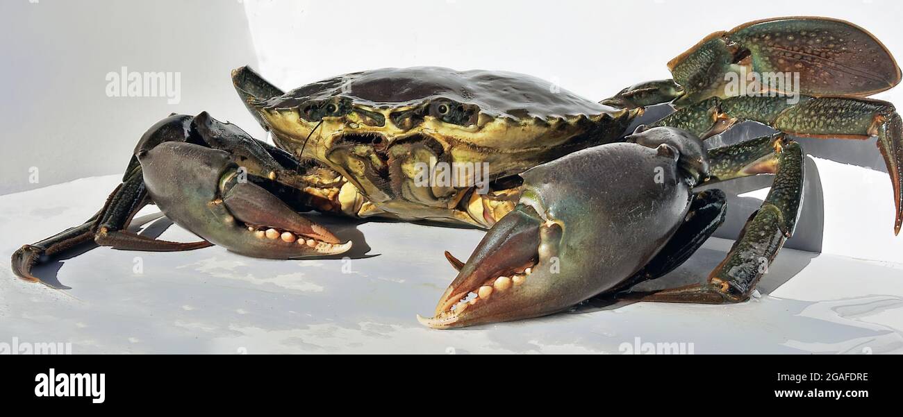 Live Australian Giant Mud Crab (Scylla Serrata). closeup freshly caught ready for the cooking pot. Also known as Mangrove and Serrated Crab. Stock Photo