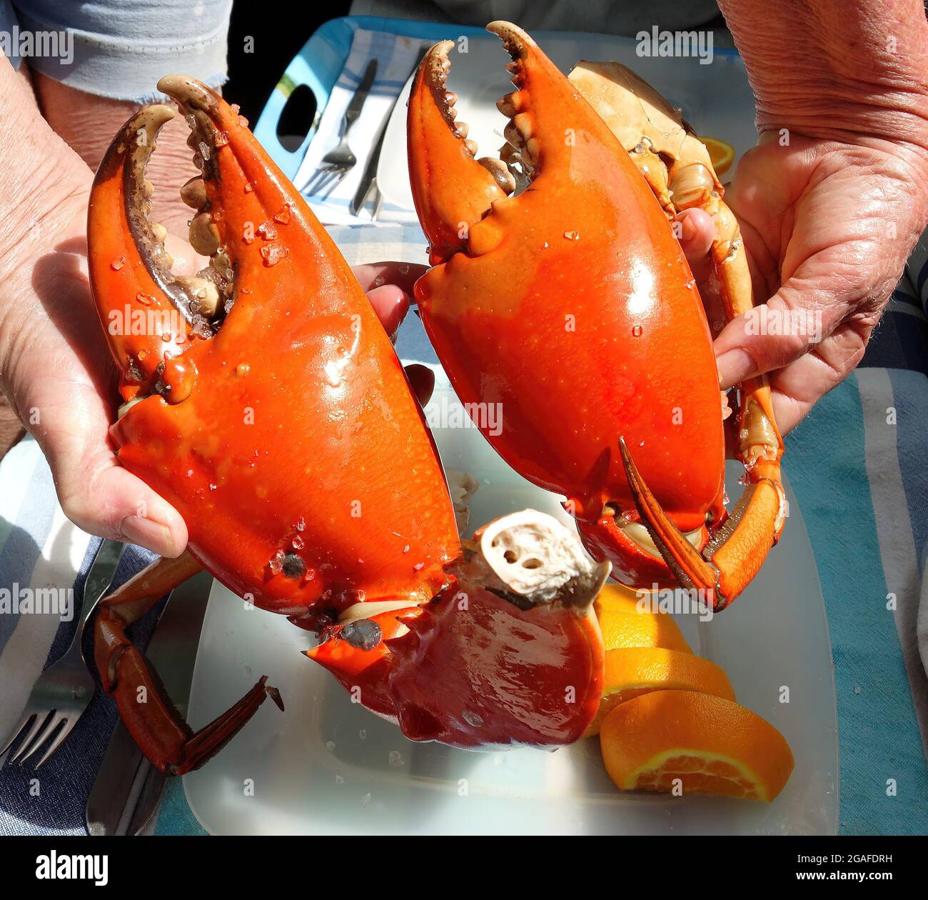 Australian Giant Mud Crab nippers Scylla serrata . freshly caught