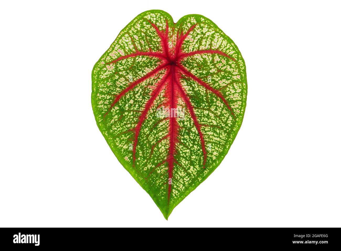 Closeup of a beautiful  Caladium bicolor leaf isolated on white background Stock Photo