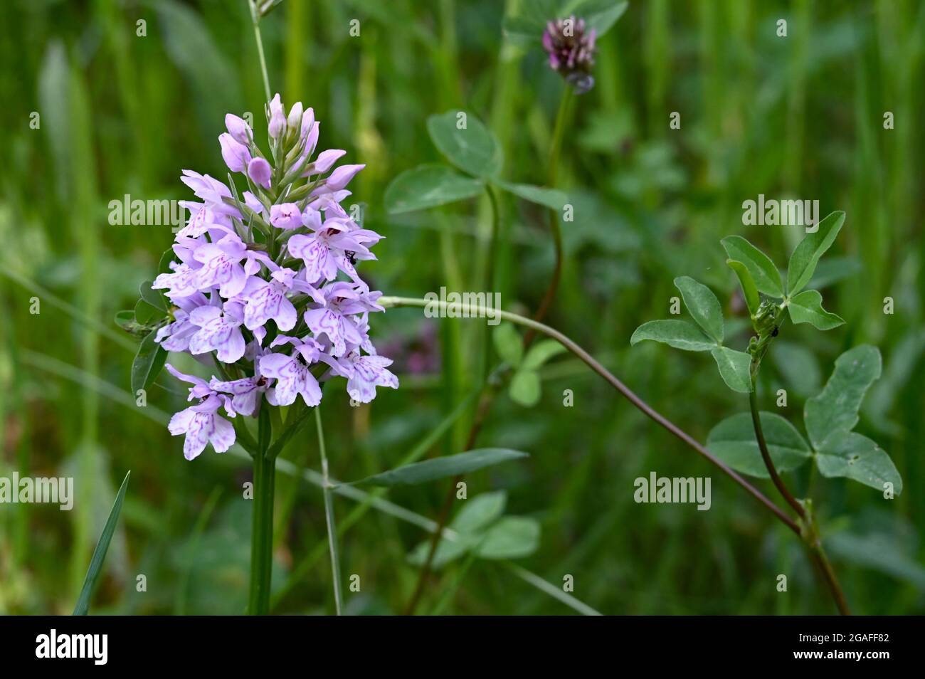 Wild purple orchid flower Stock Photo