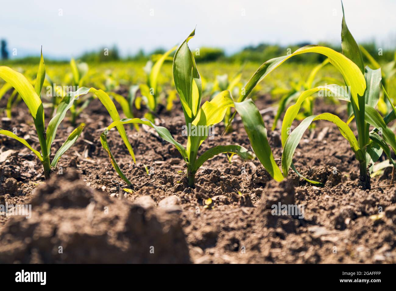 Green field with young corn on sunlight Stock Photo - Alamy