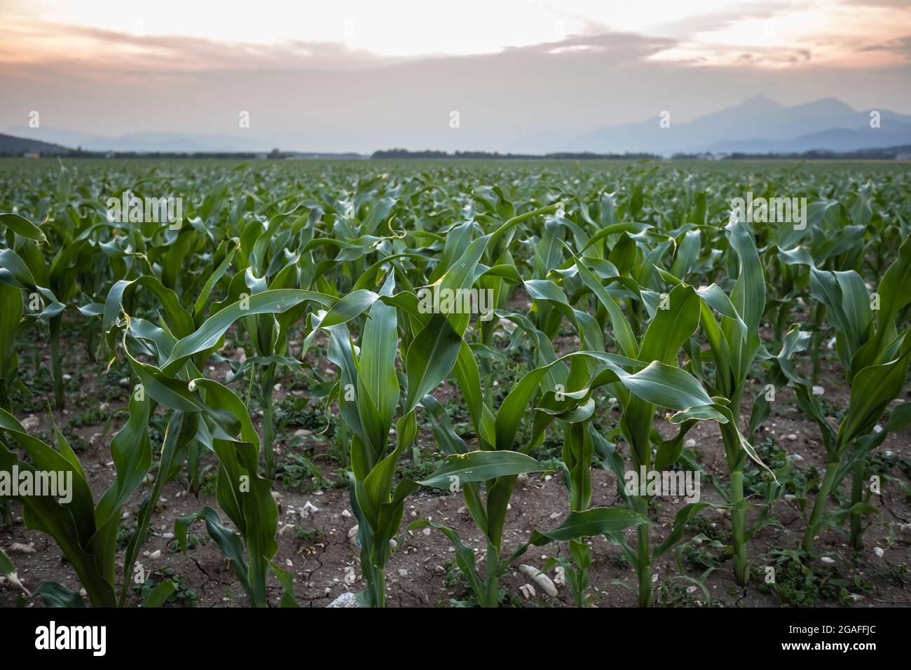 Young green corn field sunset hi-res stock photography and images - Alamy