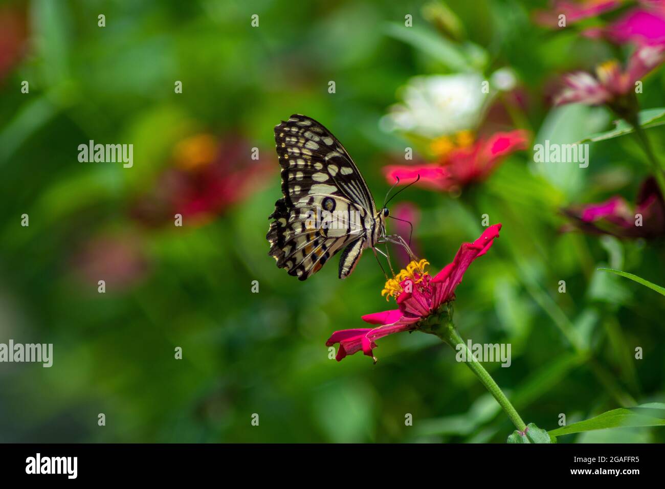 Painted jezebel Butterfly on a flower Stock Photo