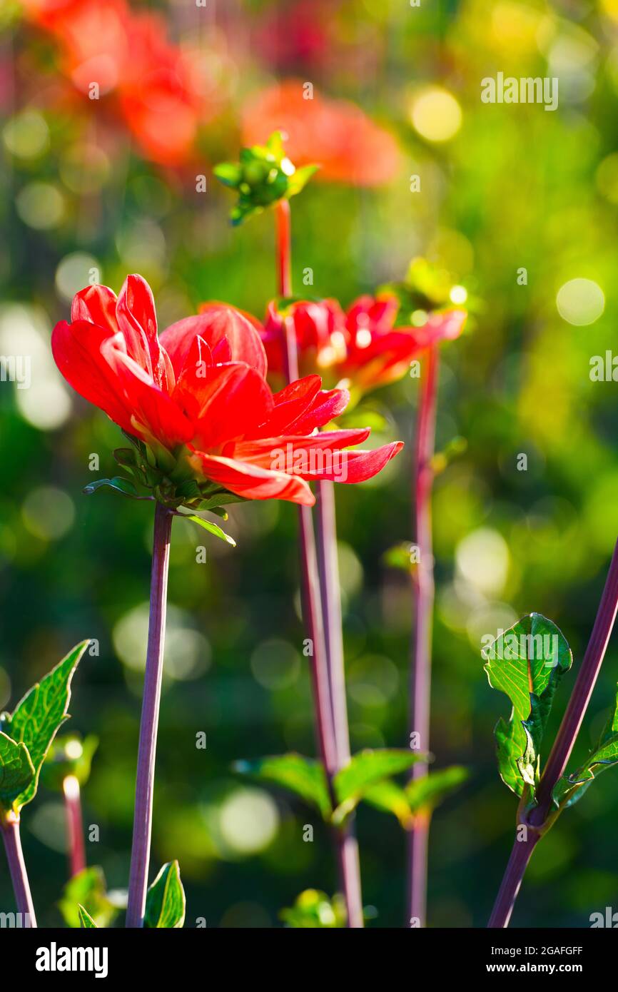 A red perennial dahlia flower in a commercial field with a bokeh pattern in the out of focus background Stock Photo