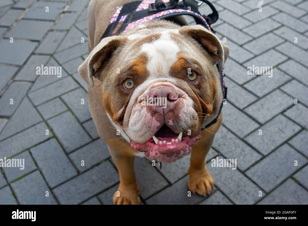 Windsor, Berkshire, UK. 26th July, 2021. Sidney the British Bulldog was getting lots of celebrity style attention today as he sat in Peascod Street, Windsor in view of Windsor Castle. Credit: Maureen McLean/Alamy Stock Photo