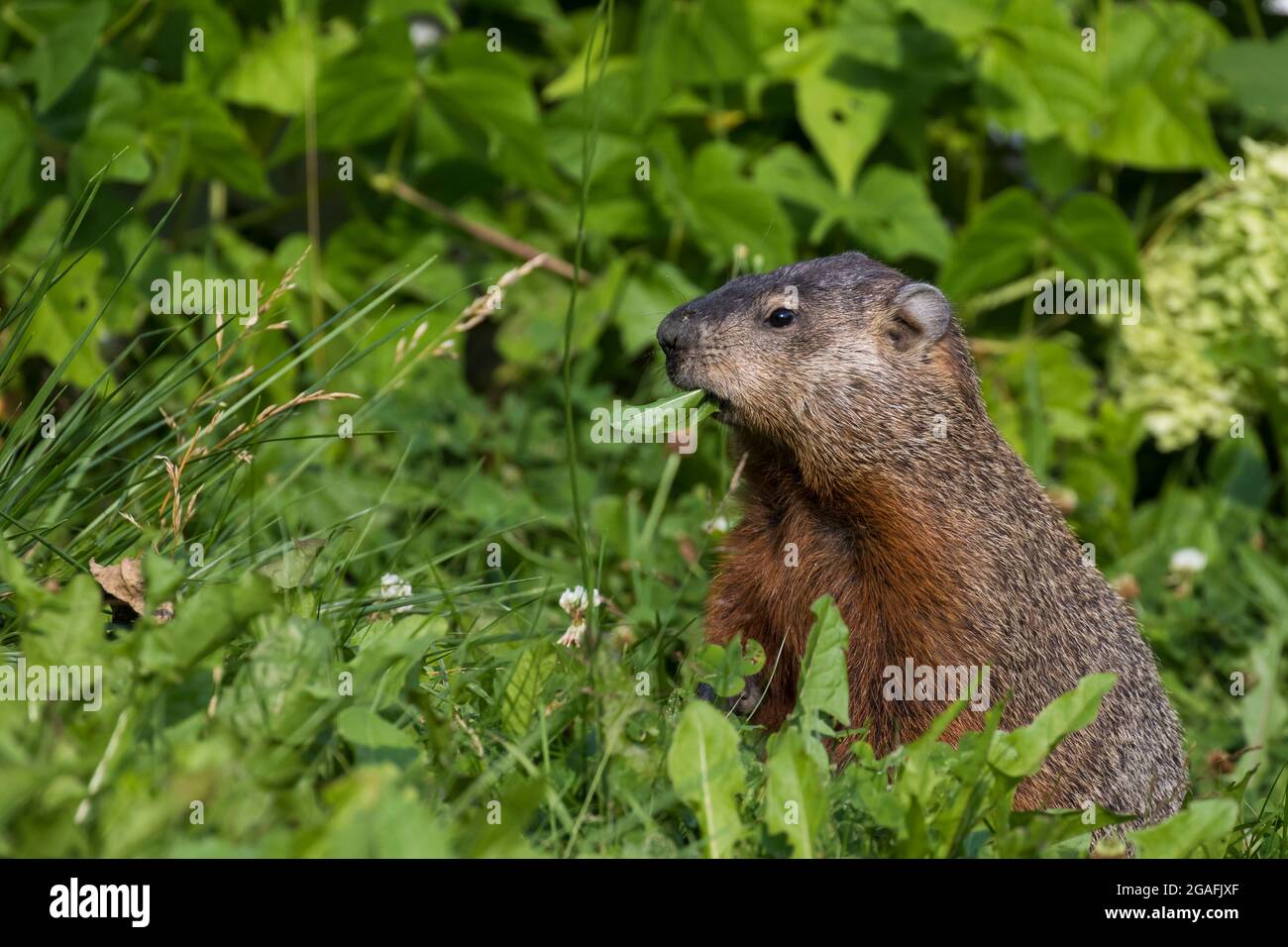 summer - (Marmota in Alamy eating The groundhog Stock Photo monax) raspberry