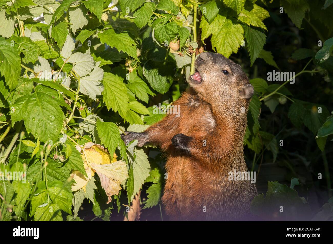 (Marmota groundhog eating - The Alamy Stock monax) summer in raspberry Photo