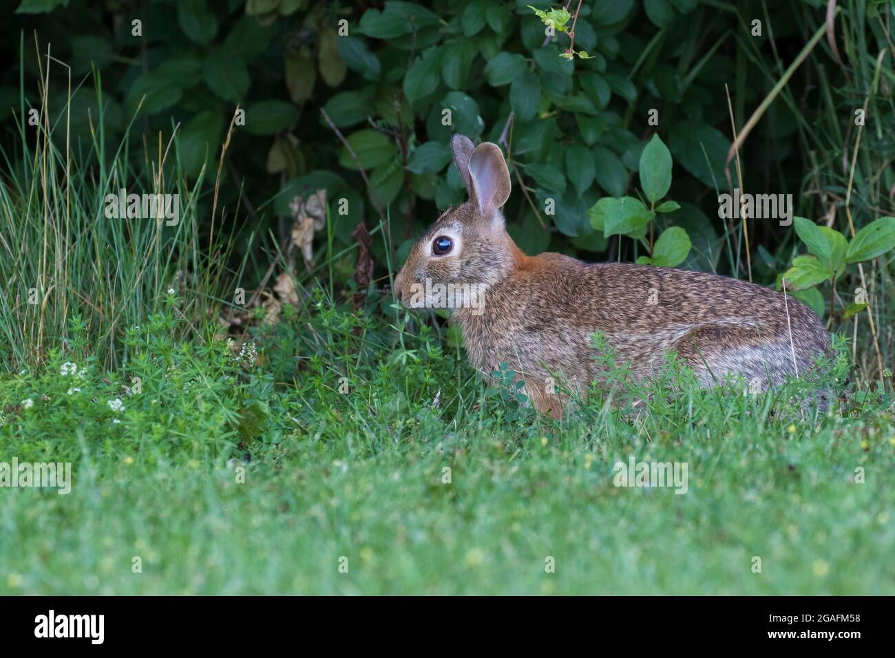 Eastern cottontail (Sylvilagus floridanus) in summer Stock Photo