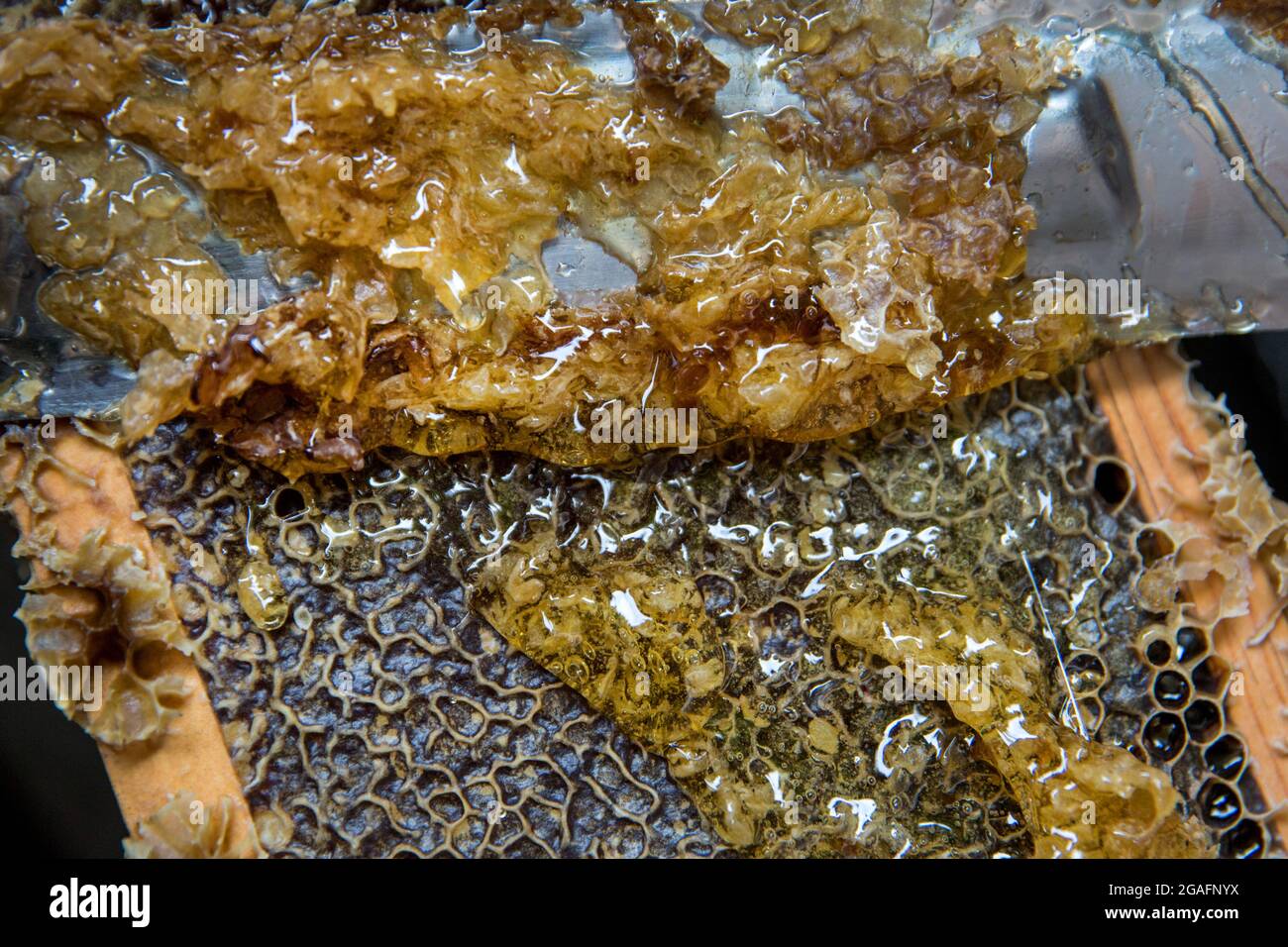 The process of honey extraction at a small beekeeping farm in Mendocino