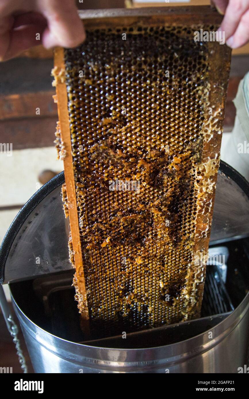The process of honey extraction at a small beekeeping farm in Mendocino