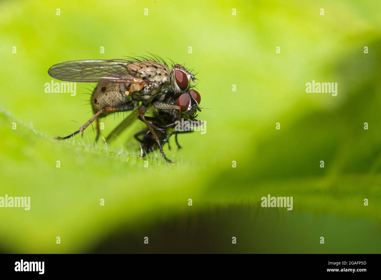 Macro shot of tachinid fly with prey Stock Photo - Alamy