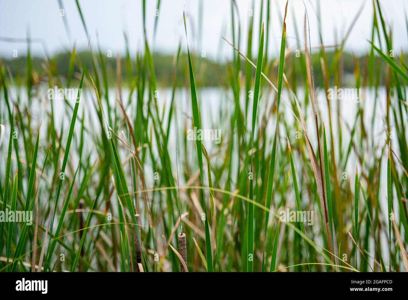 Blades of grass shallow depth of focus Stock Photo