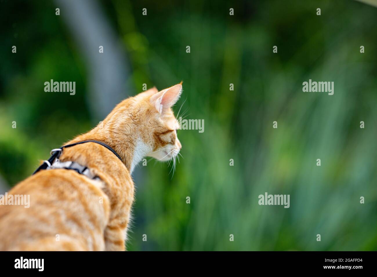 Photo of a cat outdoors exploring nature Stock Photo