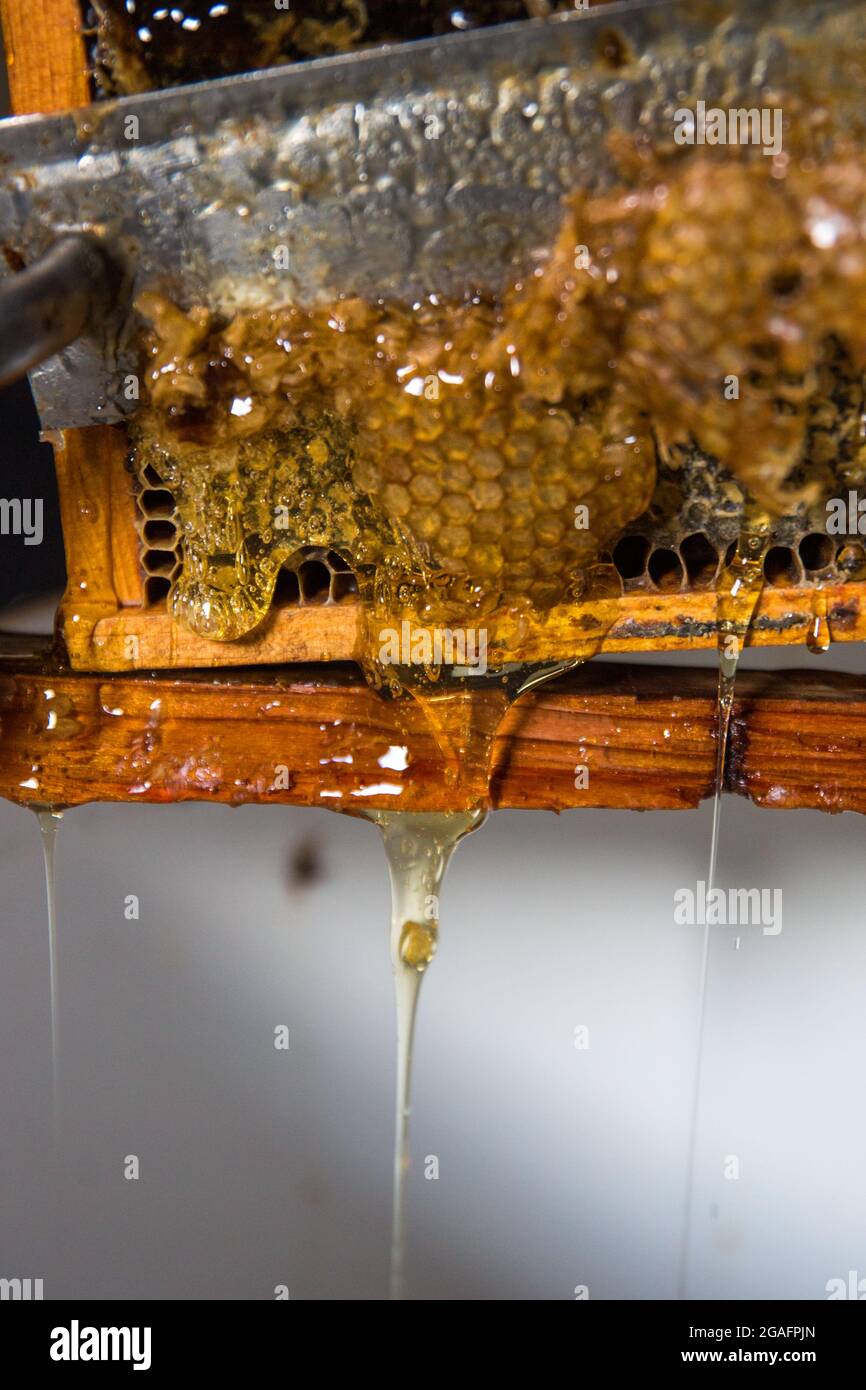 The process of honey extraction at a small beekeeping farm in Mendocino