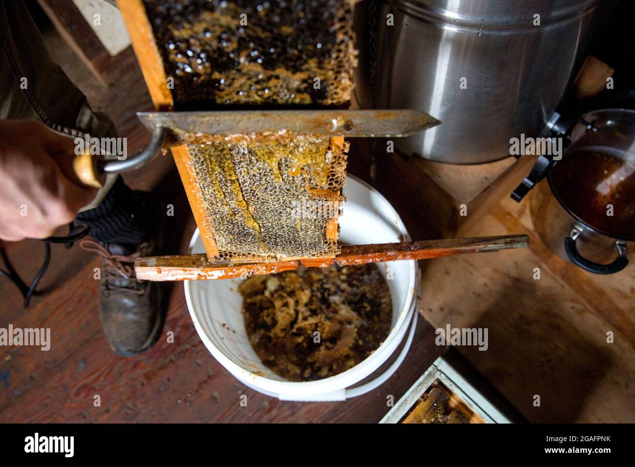 The process of honey extraction at a small beekeeping farm in Mendocino
