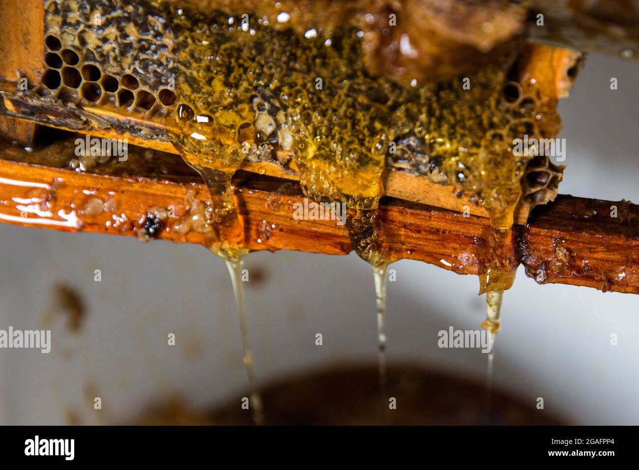 The process of honey extraction at a small beekeeping farm in Mendocino