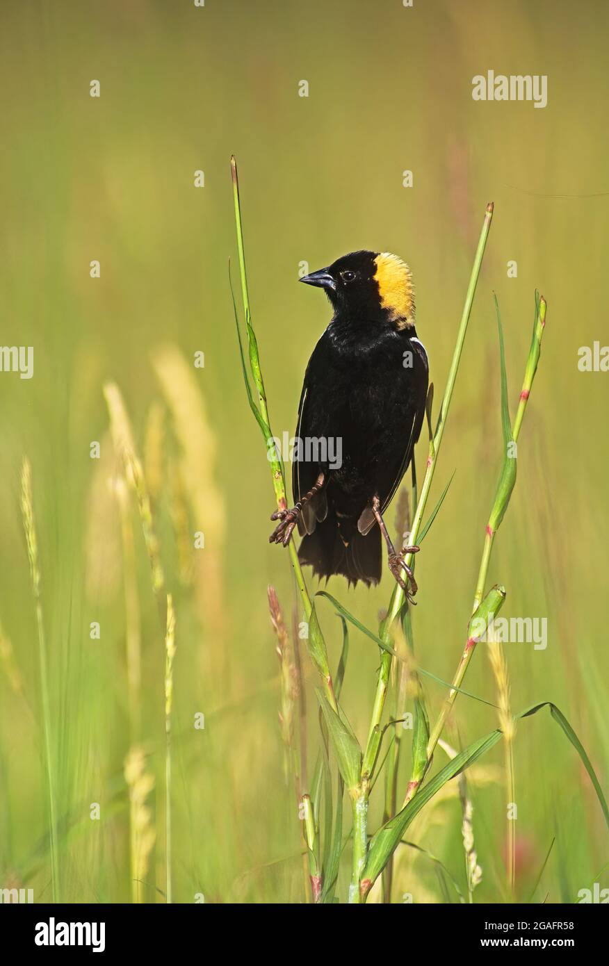 Bobolink Habitat