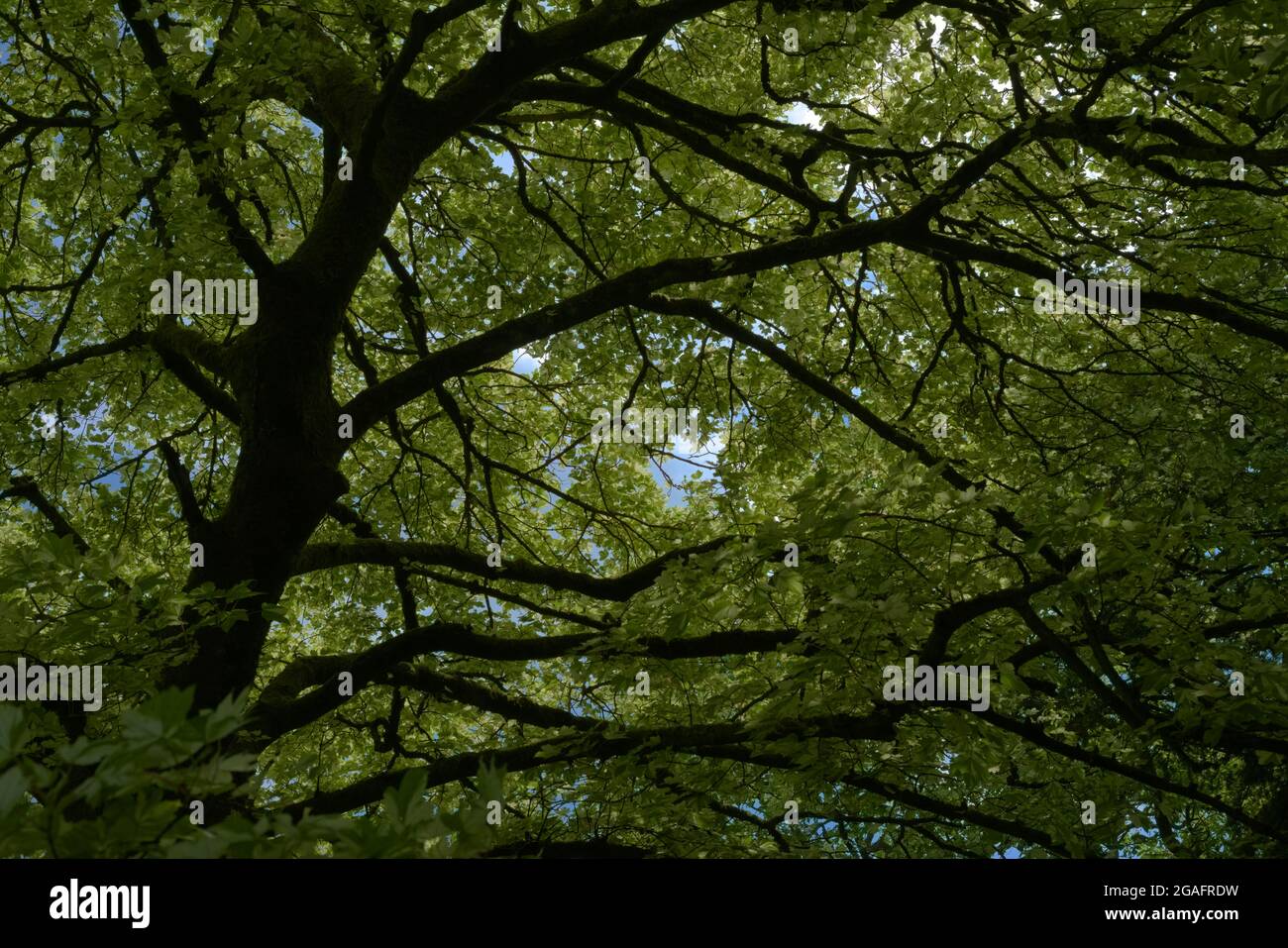 Large deciduous tree canopy obscures blue sunny sky. Abstract nature ...