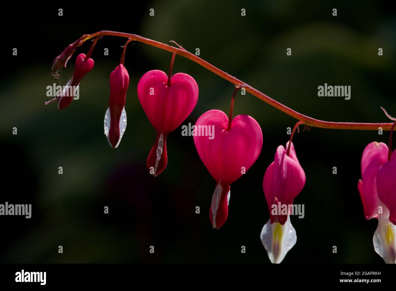 Lamprocapnos spectabilis, bleeding heart, fallopian buds or Asian bleeding-heart, is a species of flowering plant in the poppy family Papaveraceae Stock Photo