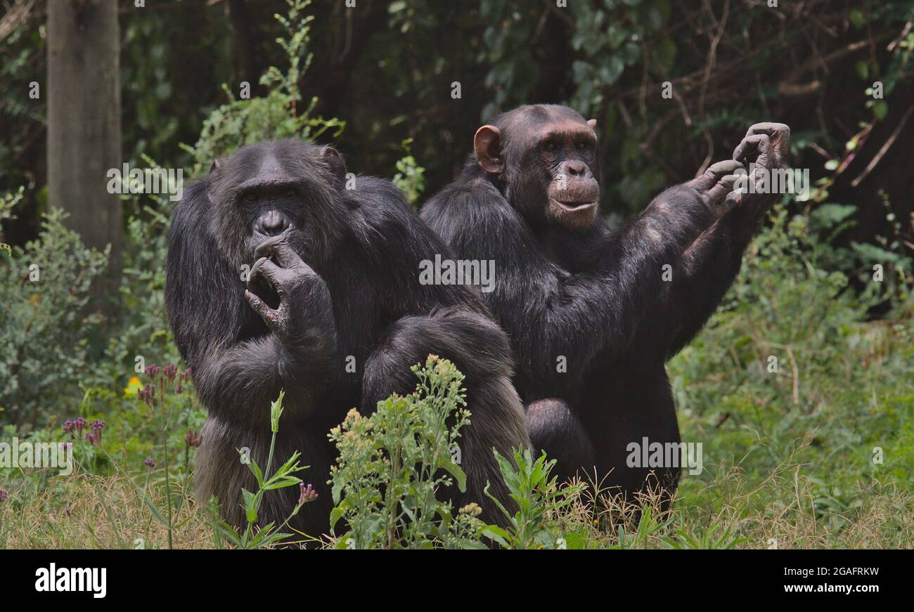 two chimpanzees sitting together in the wild forest floor of the Ol Pejeta Conservancy, Kenya. One smells its fingers and another scratches its arm. Stock Photo