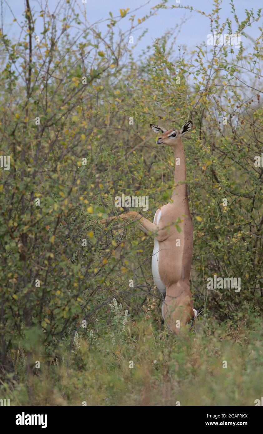 side view of gerenuk standing erect on hind legs and eating leaves off wild bush in Meru National Park Kenya Stock Photo