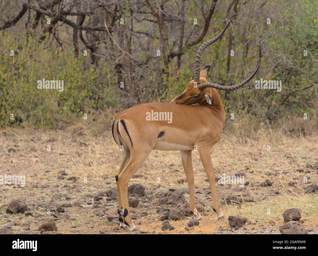 gorgeous male impala cleaning and grooming his back in the wild Meru National Park, Kenya Stock Photo