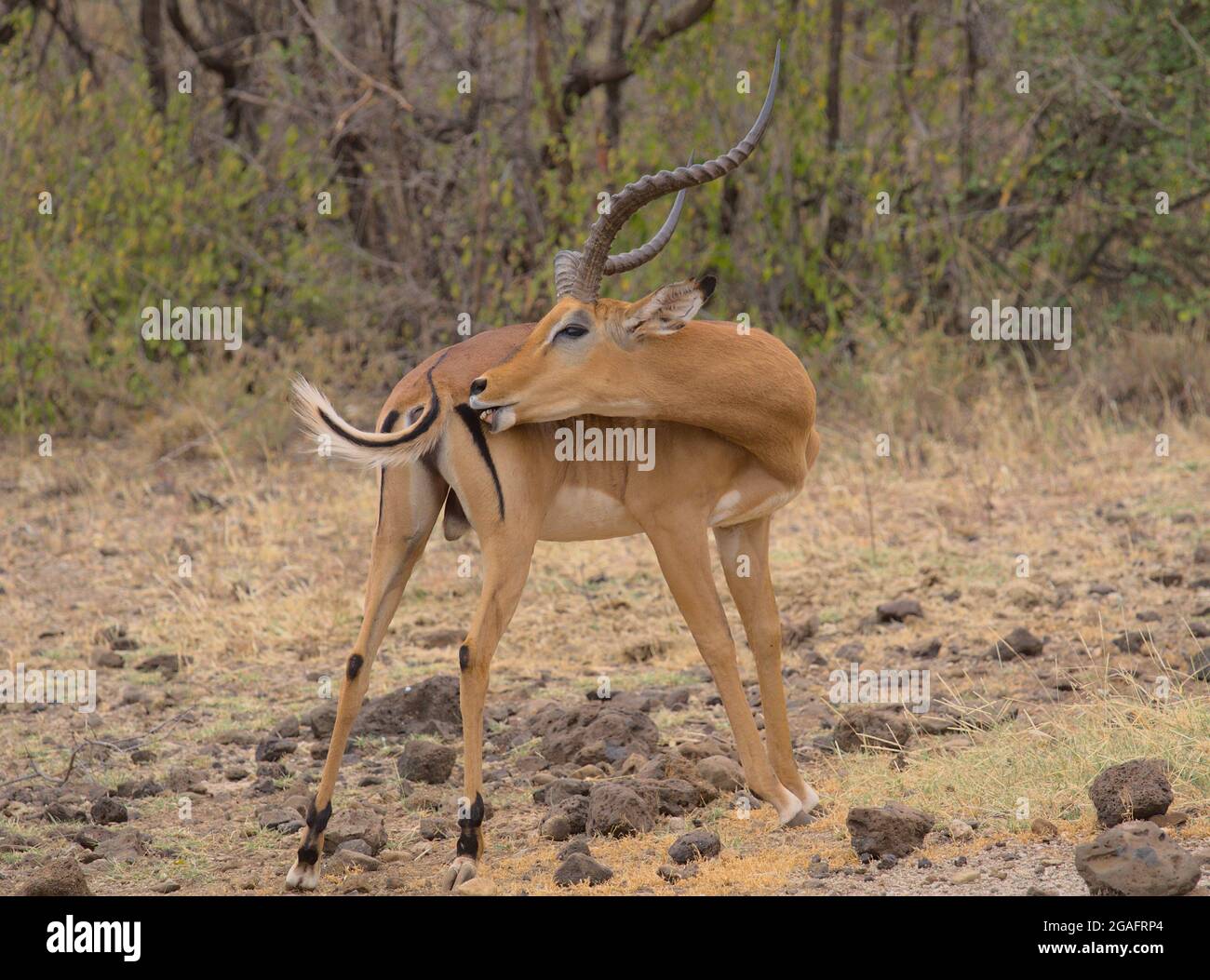 majestic male impala grooming himself and displaying his horns in the wild Meru National Park, Kenya Stock Photo