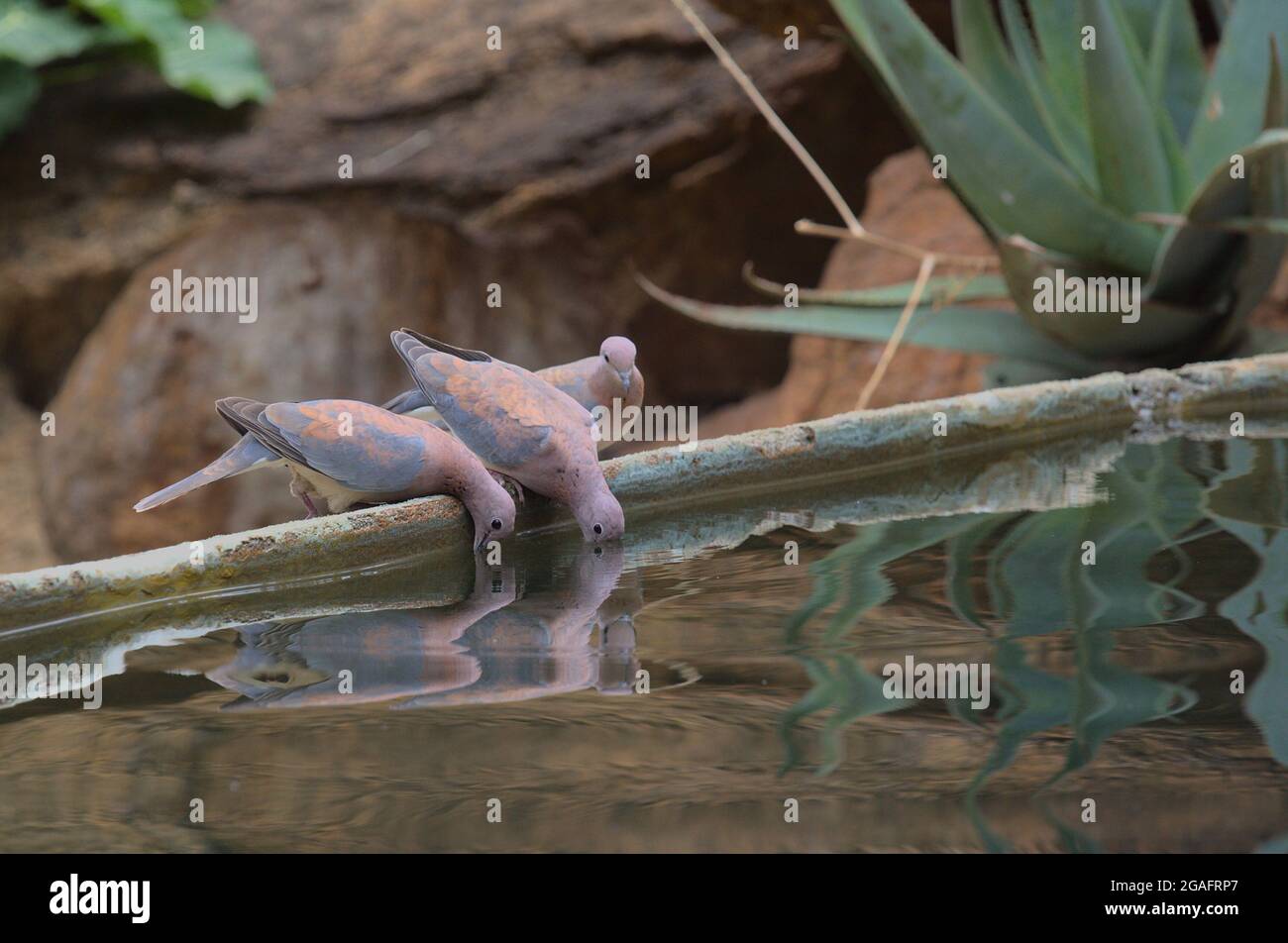 flock of three wild laughing doves perched on pool edge, drinking water and looking at their reflection, Kenya Stock Photo