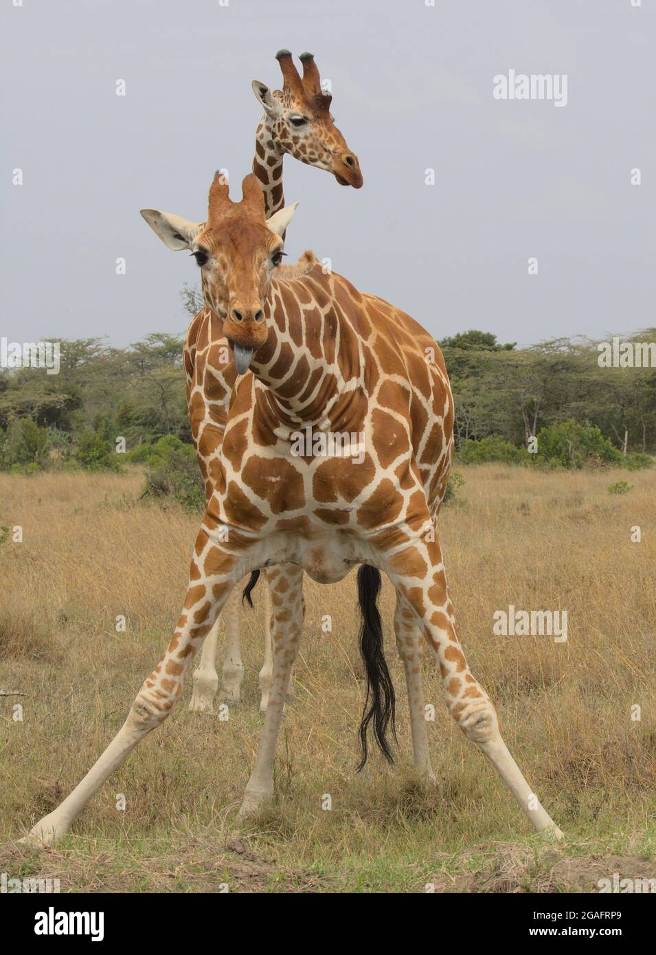 a reticulated giraffe looks up after taking a drink of water with tongue sticking out cheekily while another stand guards behind it in the wild, Kenya Stock Photo