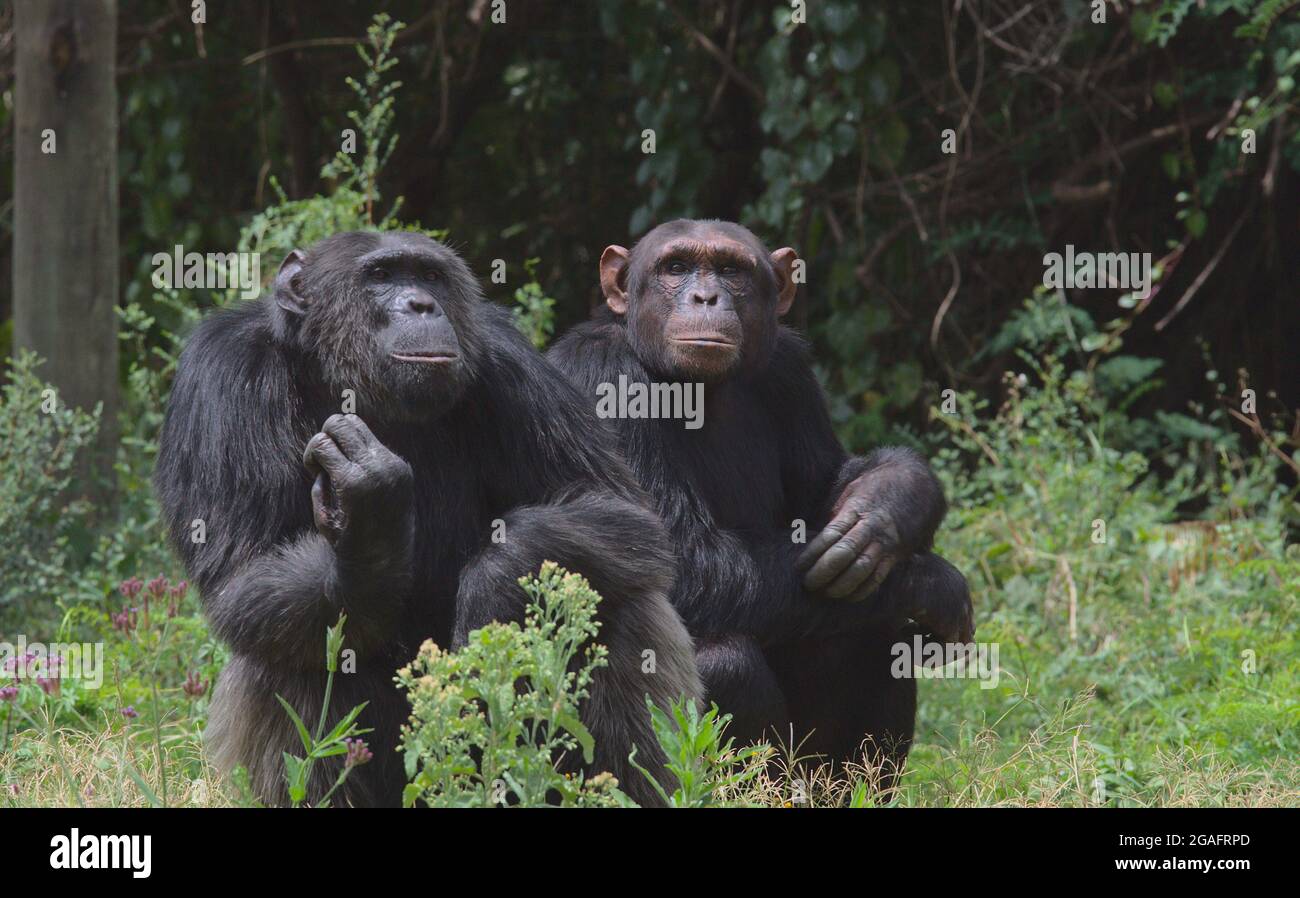 a couple of wild chimpanzees resting on the ground together in the chimpanzee sanctuary of Ol Pejeta Conservancy Stock Photo