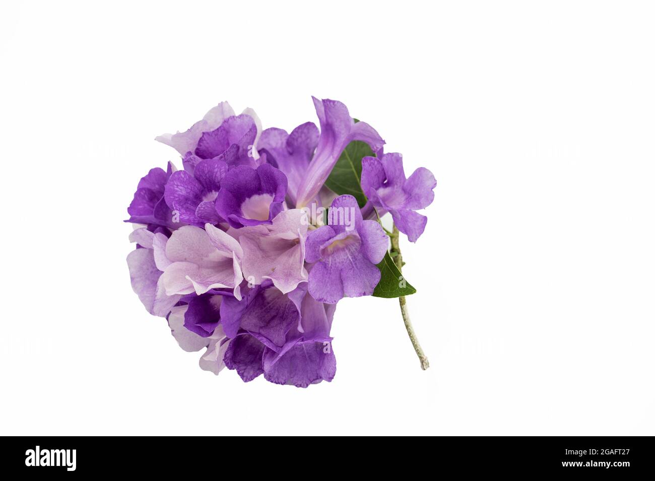 Beautiful mansoa alliacea ?flowers isolated on white background Stock Photo