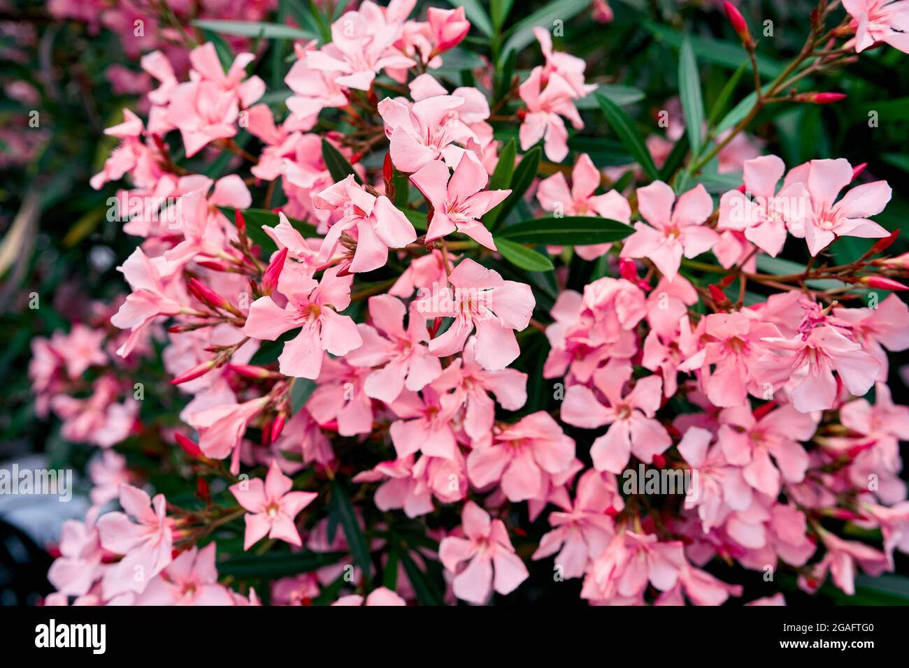 Pink flowering phlox bush. Close-up Stock Photo