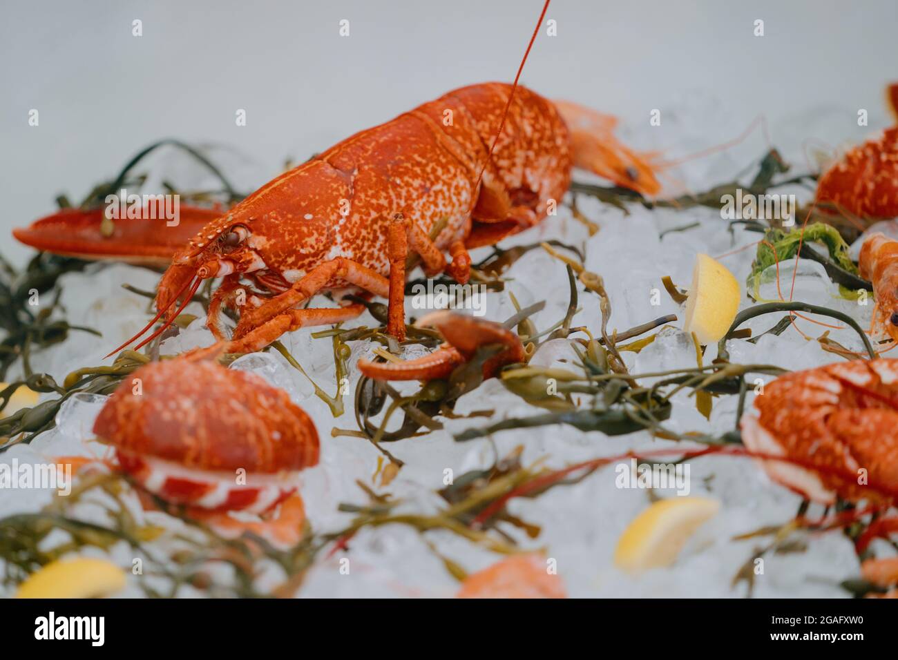 Lobster on ice in a restaurant Stock Photo