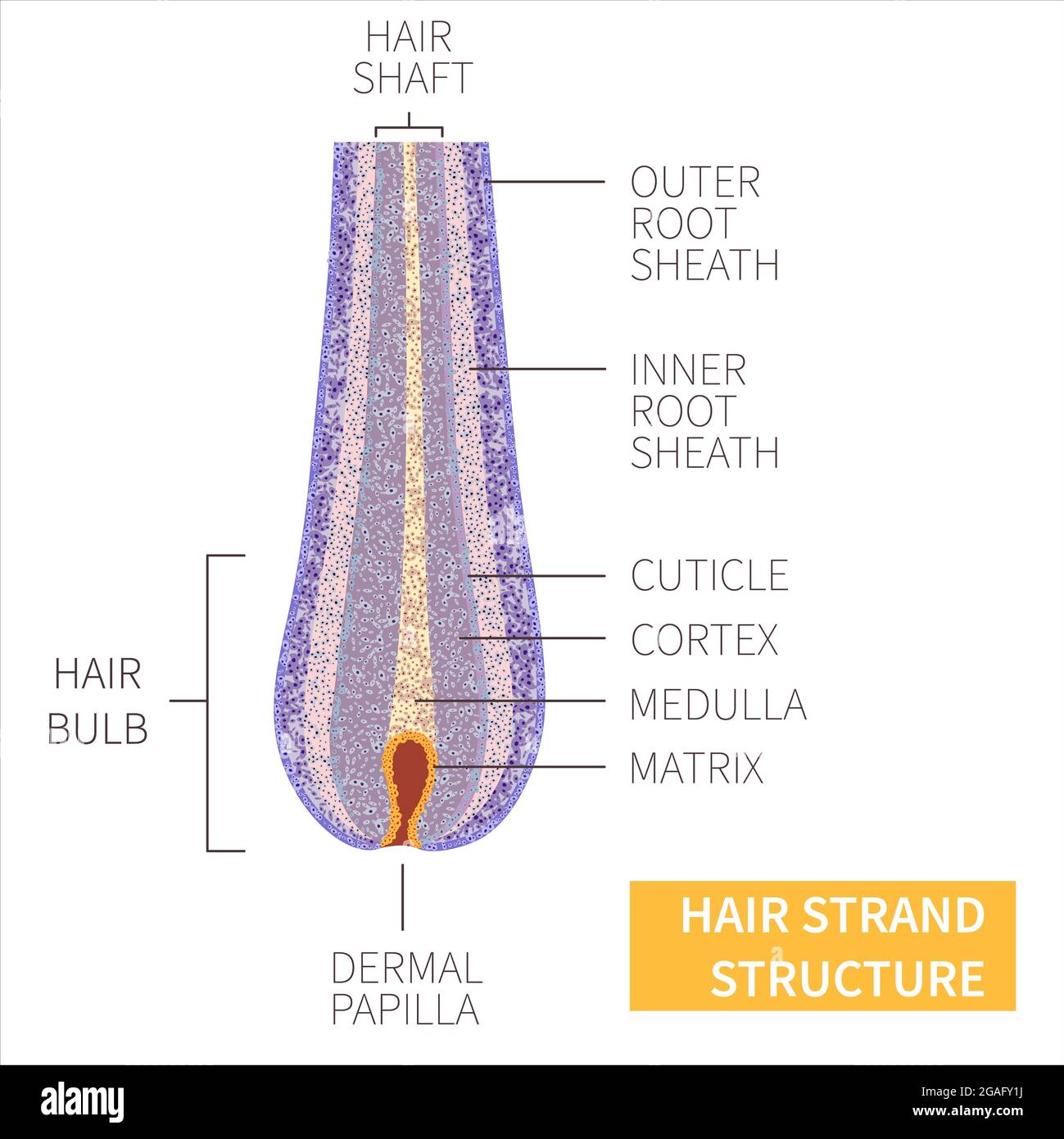 Hair strand structure, illustration Stock Photo Alamy