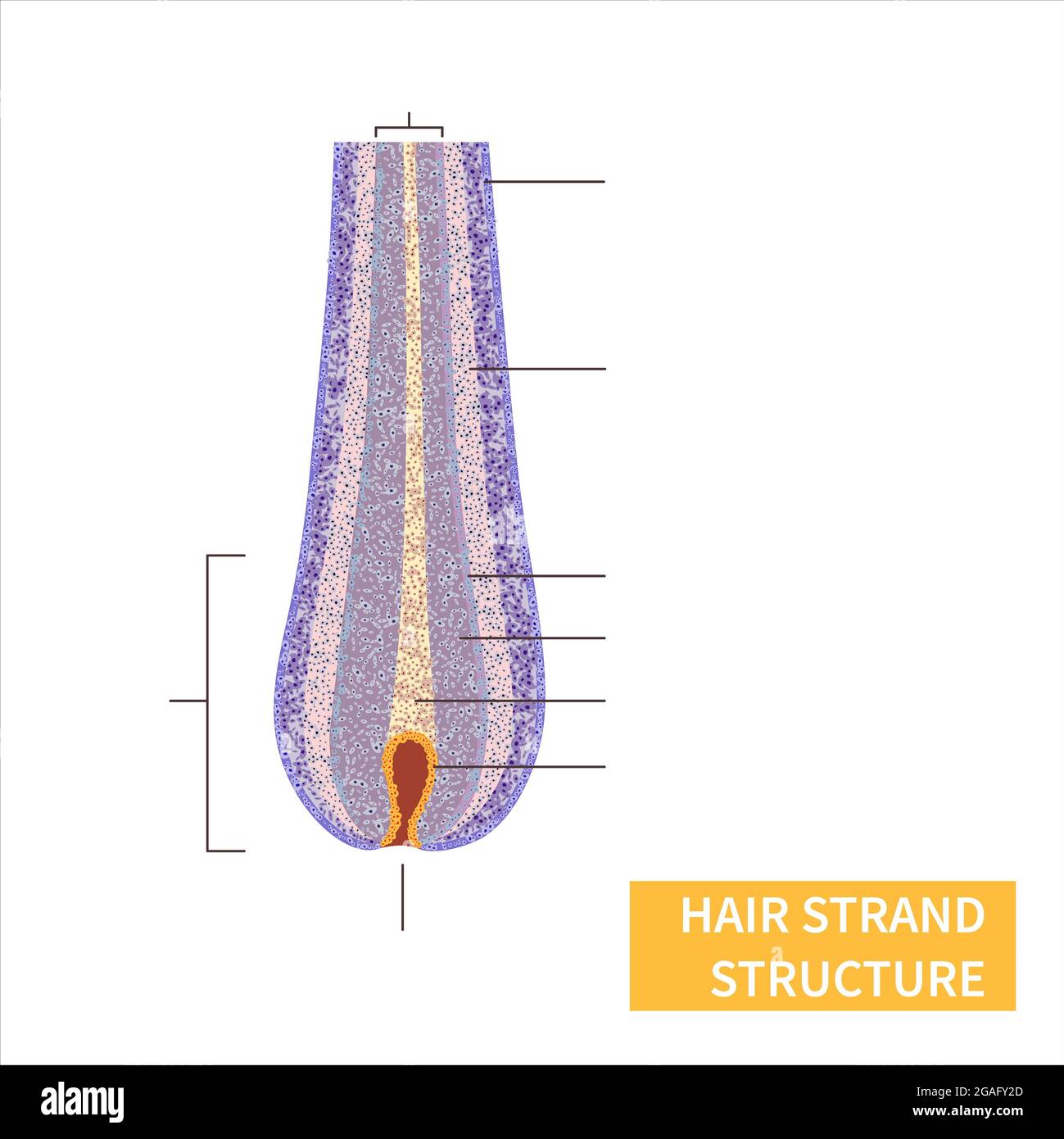 Cortex medulla cuticle hi-res stock photography and images - Alamy Cortex medulla cuticle hi-res stock photography and images - Alamy