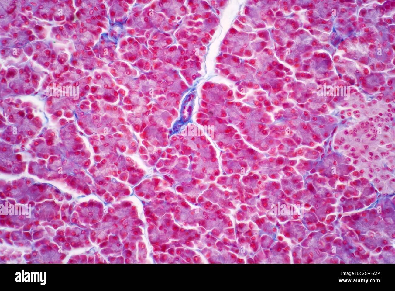 Hepatocyte hires stock photography and images Alamy