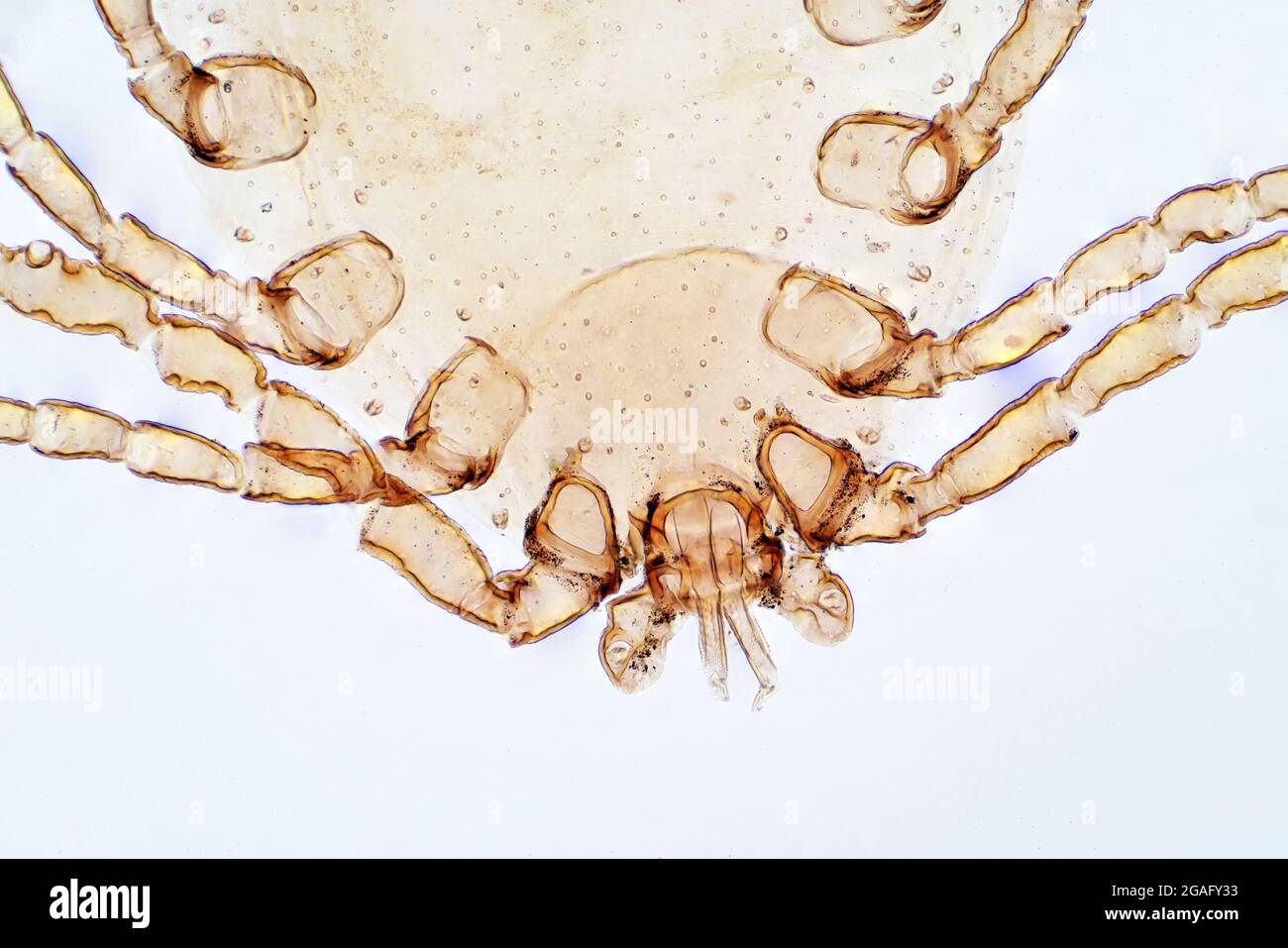 Dust mite, light micrograph Stock Photo