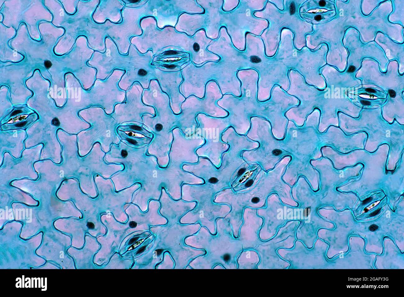 Leaf epidermis, light micrograph Stock Photo