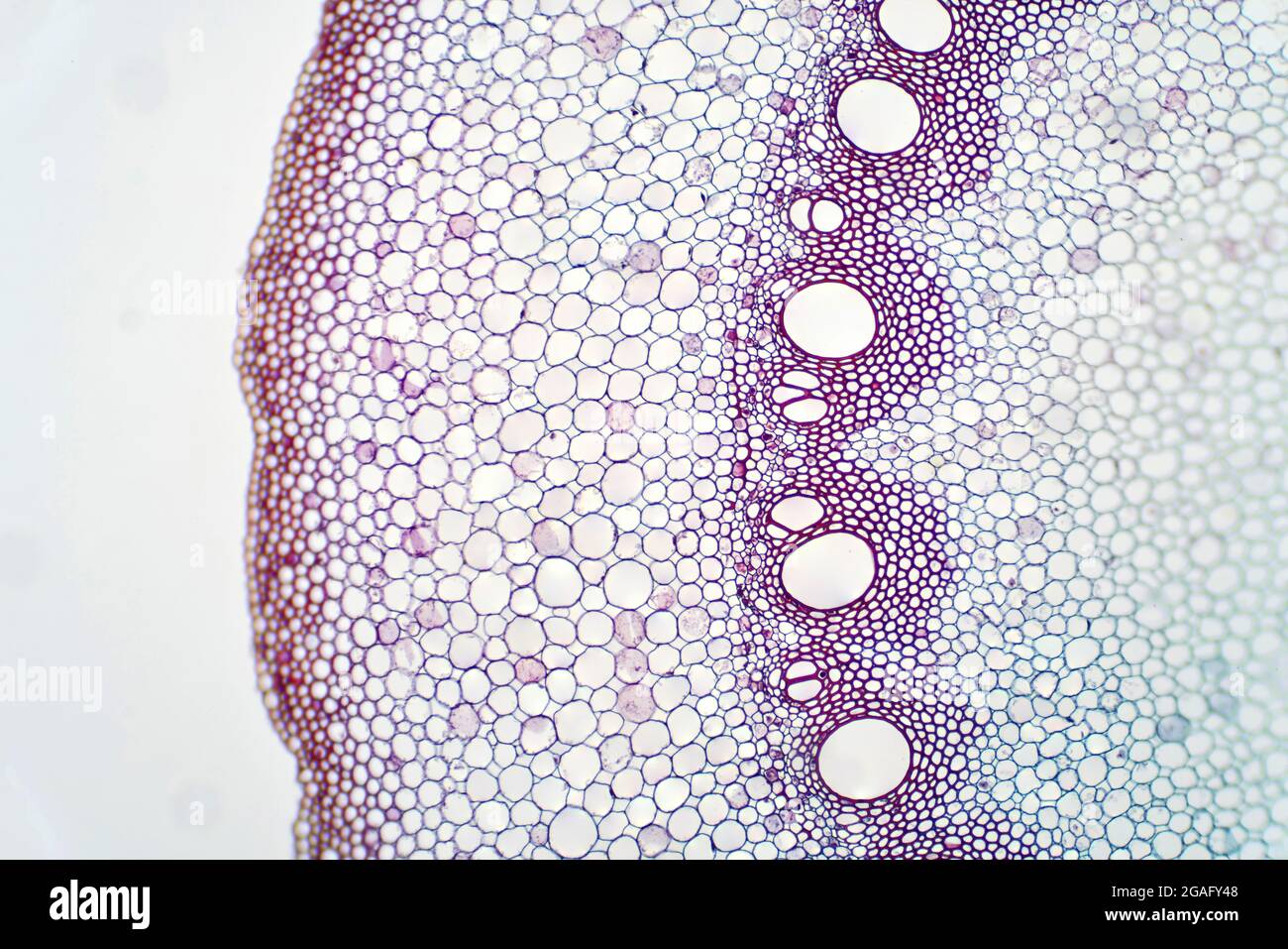 Root vascular tissue, light micrograph Stock Photo