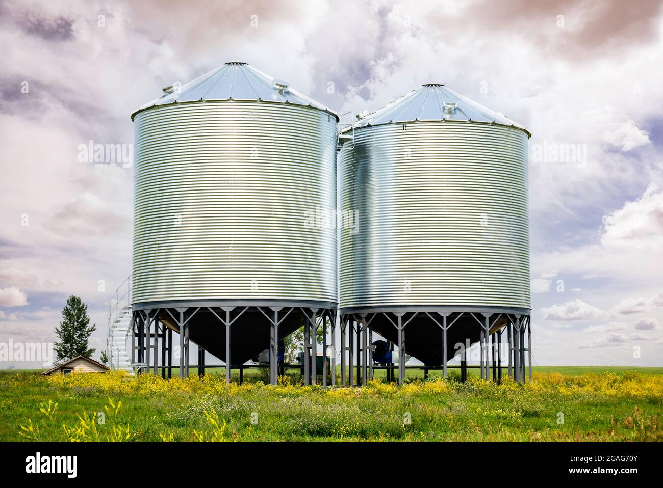 A large pair of grain silos on the Alberta prairies near a canola field ...