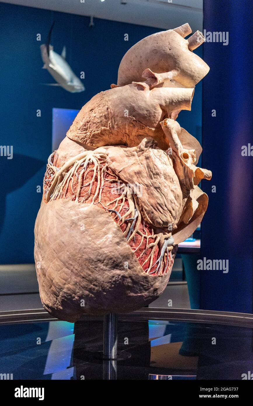 real blue whale heart size