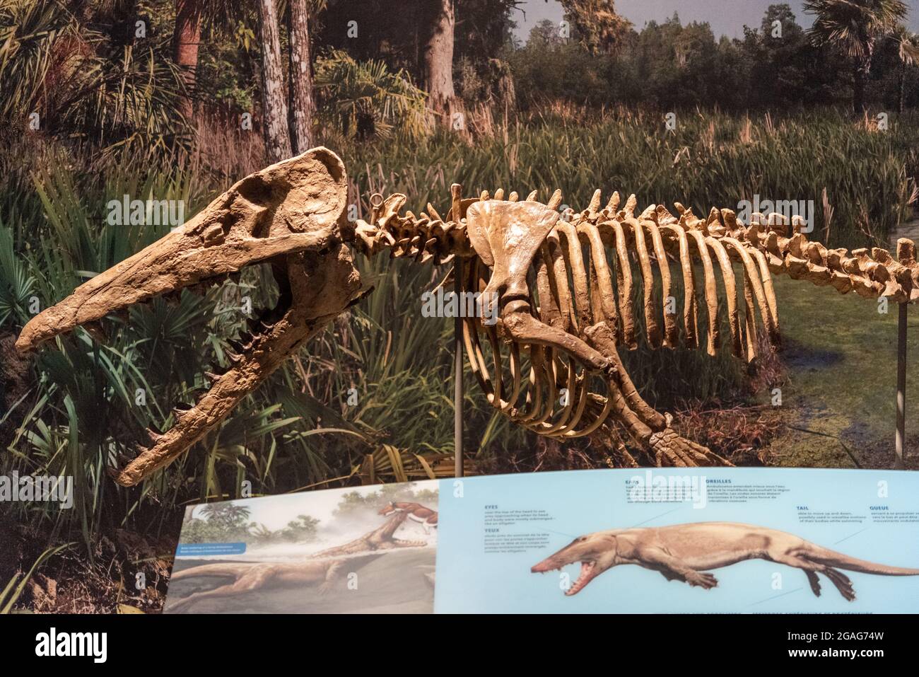 ambulocetus skull