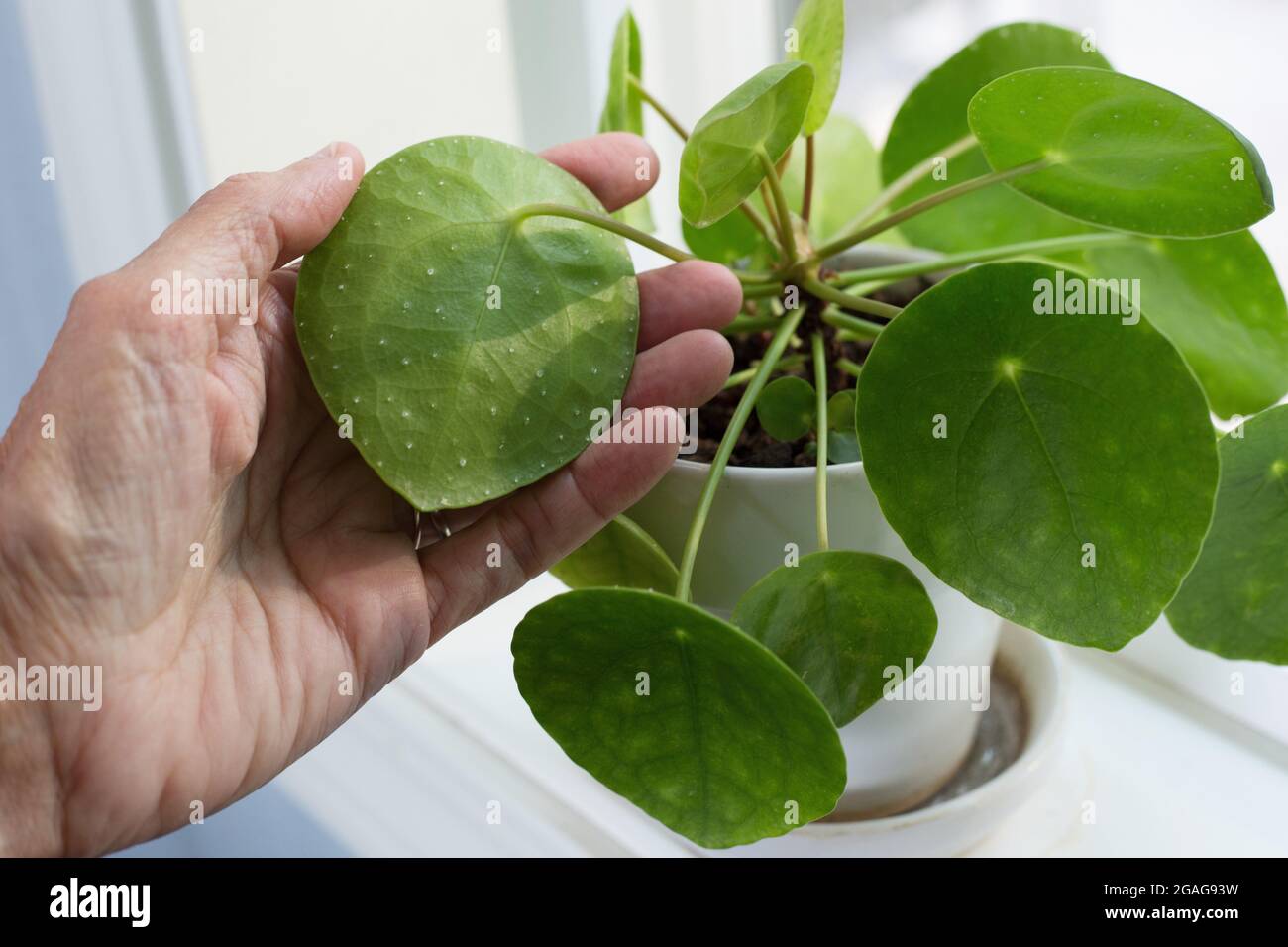 A pilea peperomioides houseplant with mineral deposits on the underside of leaves, a normal condition. Stock Photo