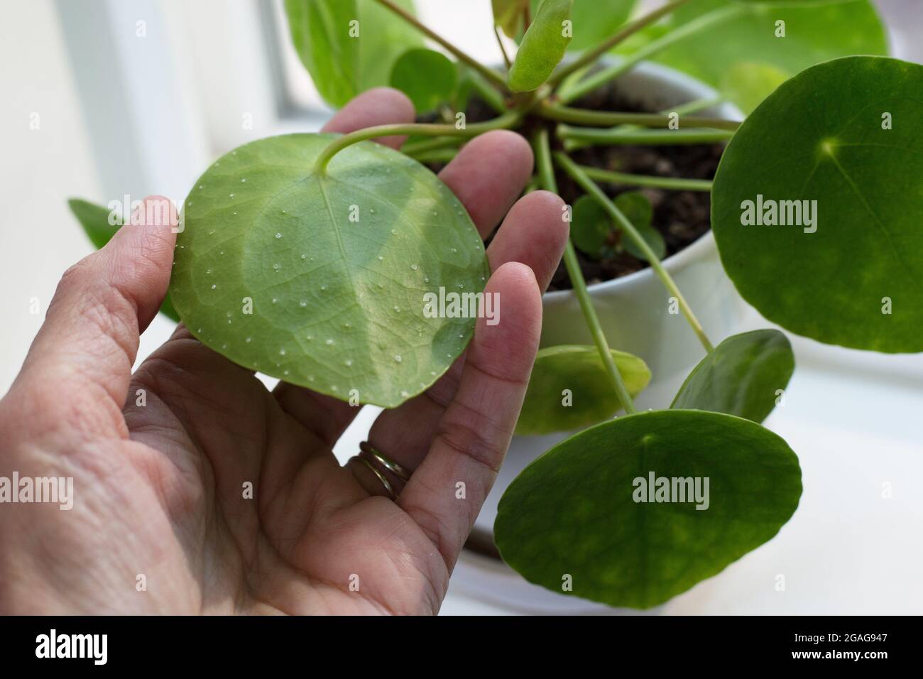 A pilea peperomioides houseplant with mineral deposits on the underside of leaves, a normal condition. Stock Photo