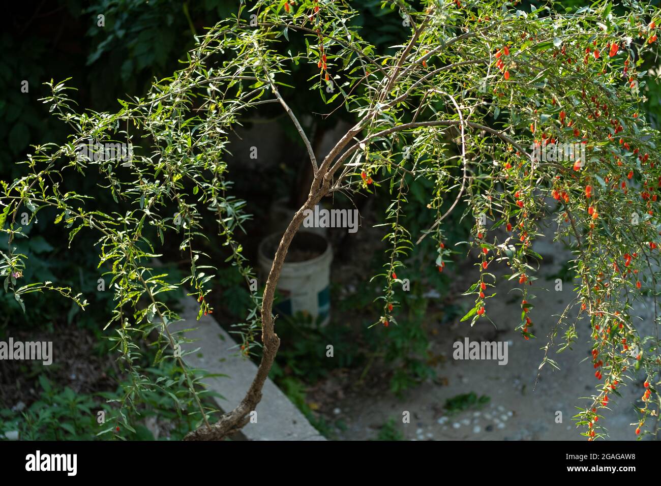 Goji Berries tree. Stock Photo
