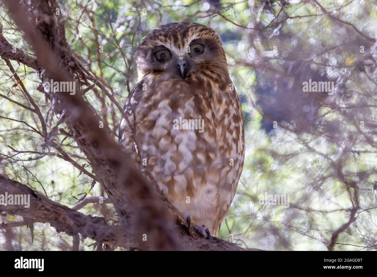 Southern Boobook Owl roosting by day in a bush Stock Photo