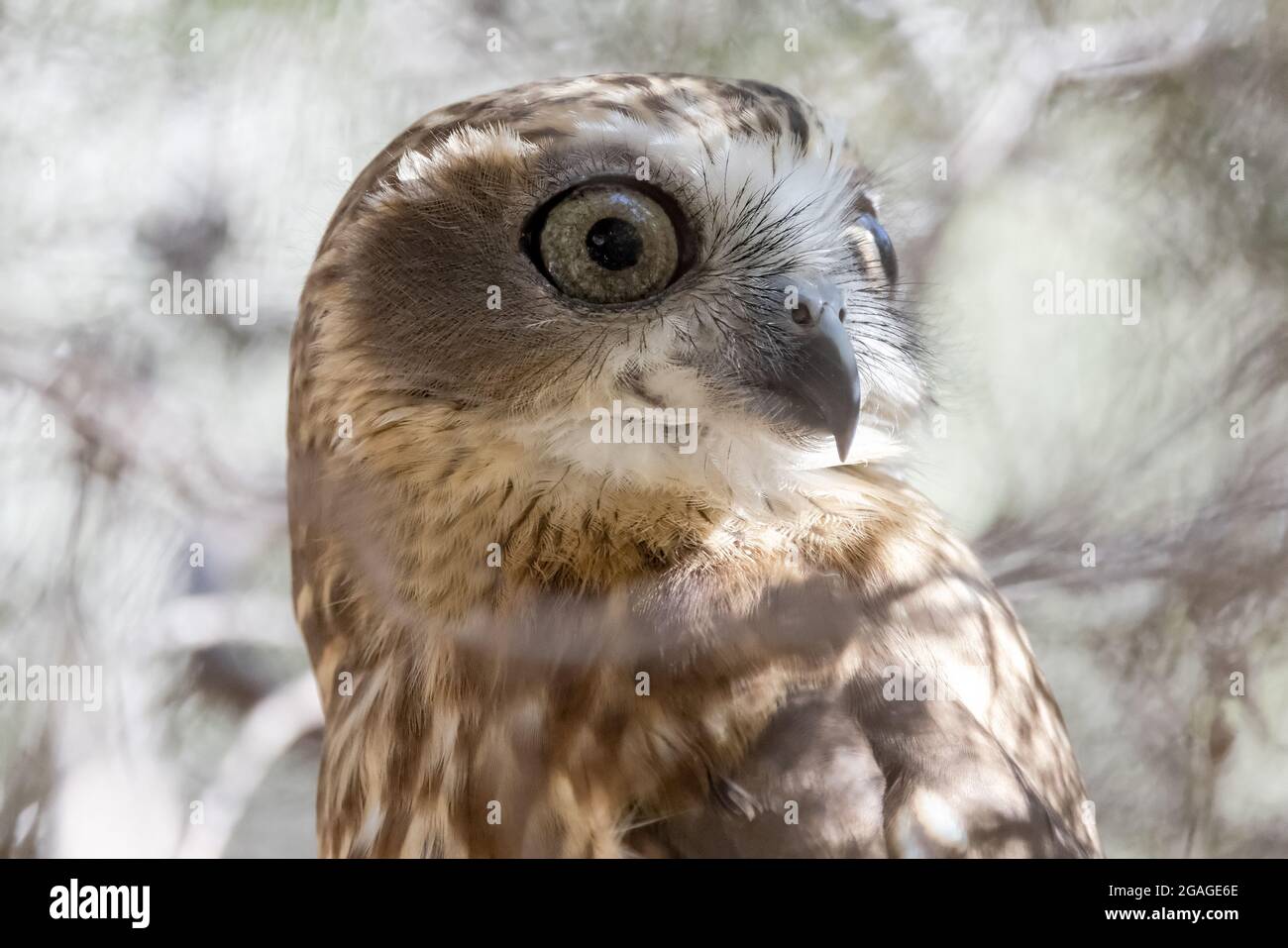 Southern Boobook Owl roosting by day in a bush Stock Photo