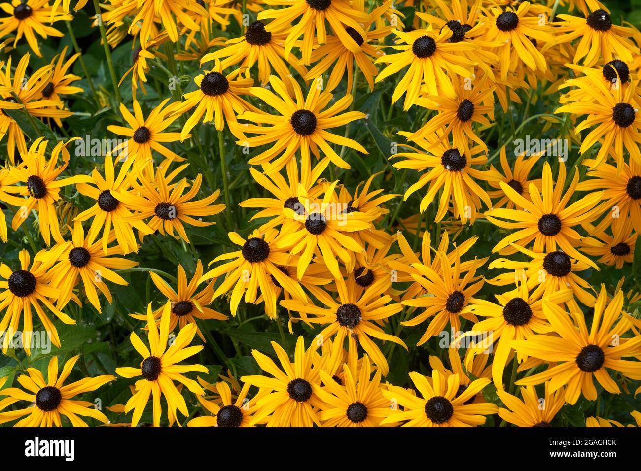 Closeup of Brown-eyed Susan Rudbeckia hirta flowers, floral background Stock Photo